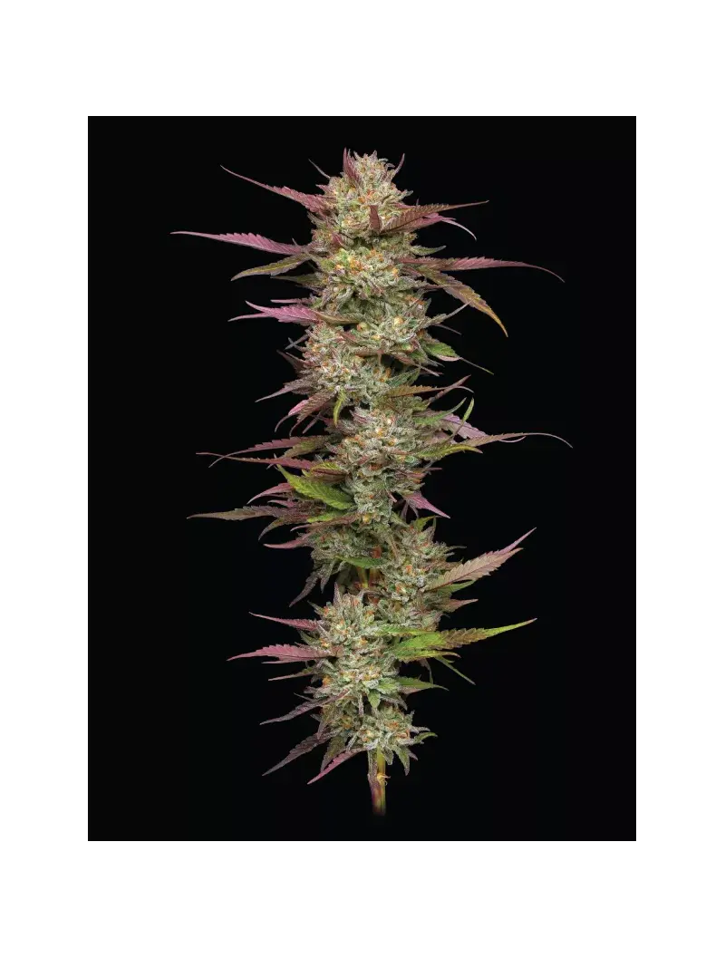 Blueberry Pancakes, Фасовка: 3